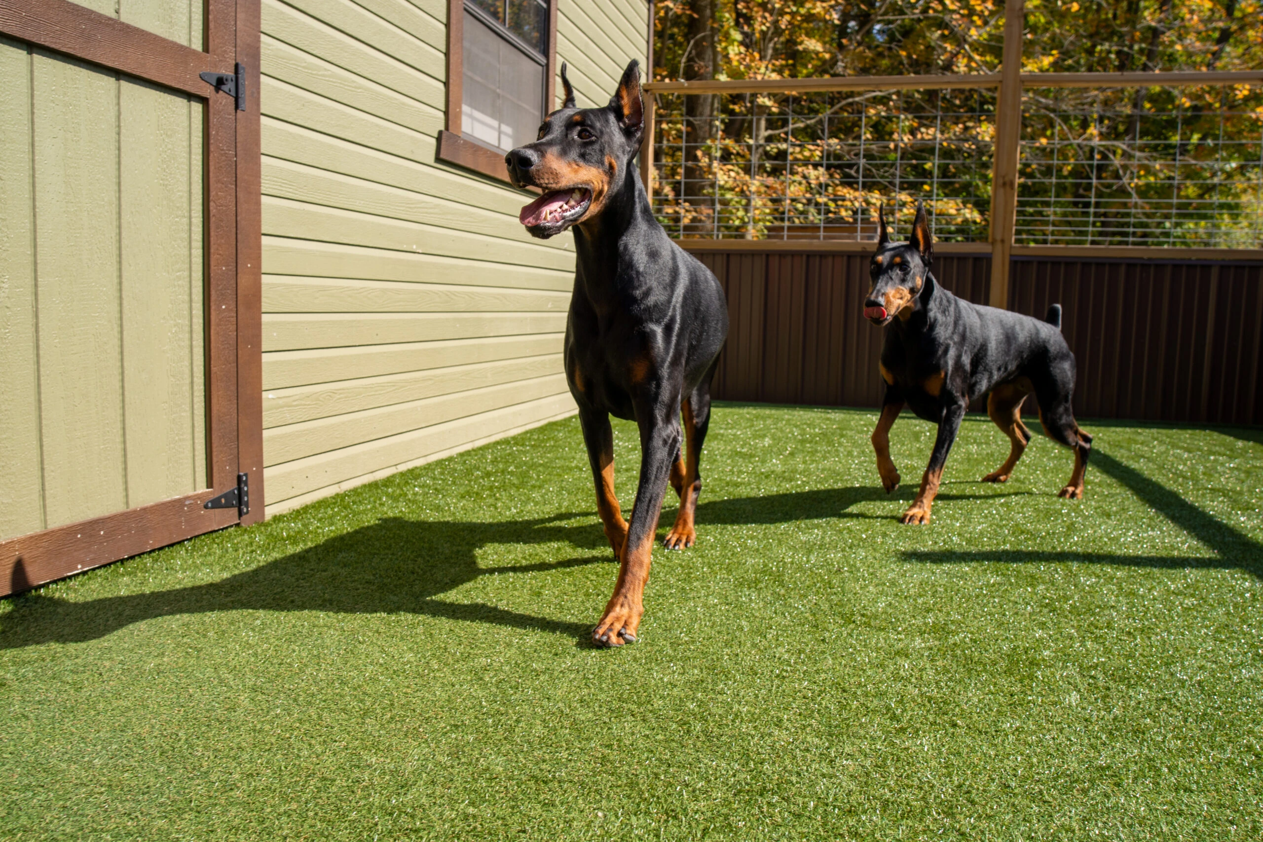 Pet Turf Installation in Tomball